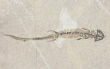 Four Permian Branchiosaur (Amphibian) Fossils - Germany #50723-1